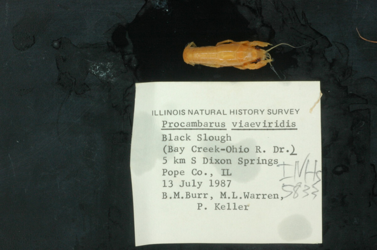 Procambarus viaeviridis image